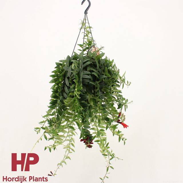 Picture of AESCHYNANTHUS MONA LISA IN HANGING BASKET