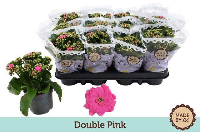 Picture of KALANCHOE DOUBLE PINK