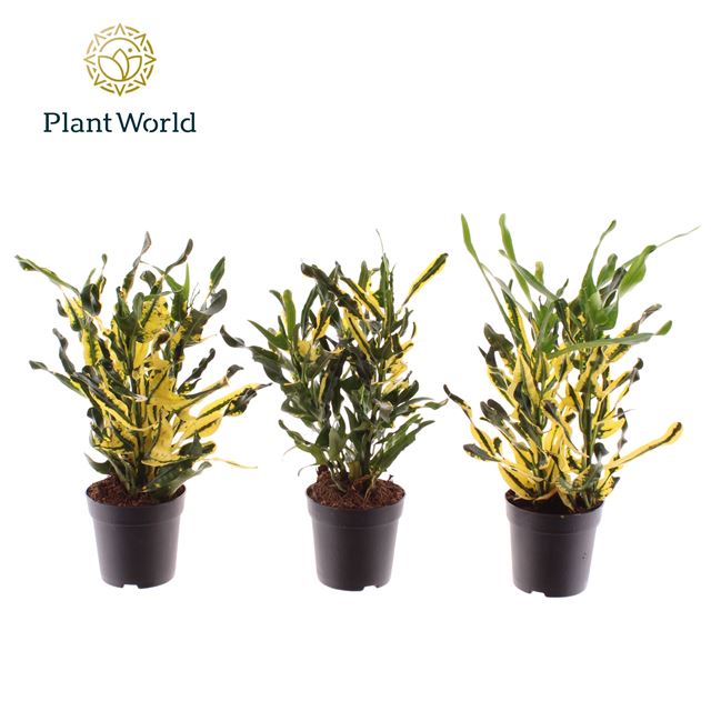 Picture of Codiaeum/croton pictum