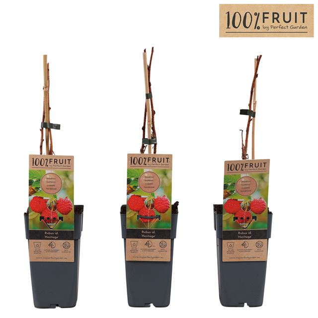 Picture of Rubus idaeus heritage