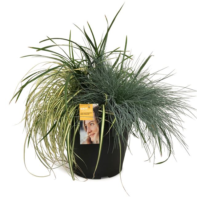 Picture of Outdoor grasses trio