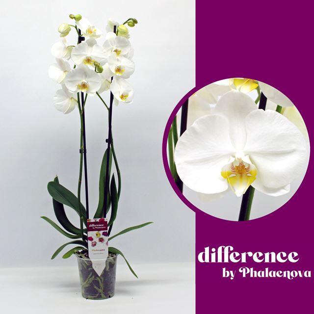 Picture of PHALAENOPSIS 02-STEM NOTTHINGAM