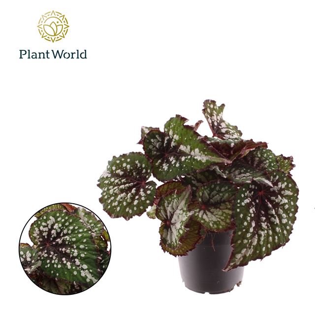 Picture of Begonia rex bestella