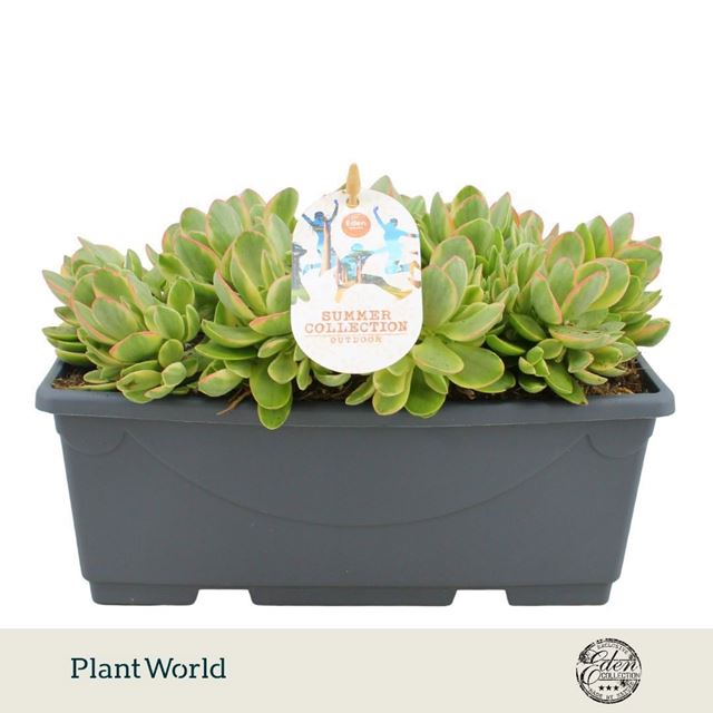 Picture of Crassula moneymaker mix