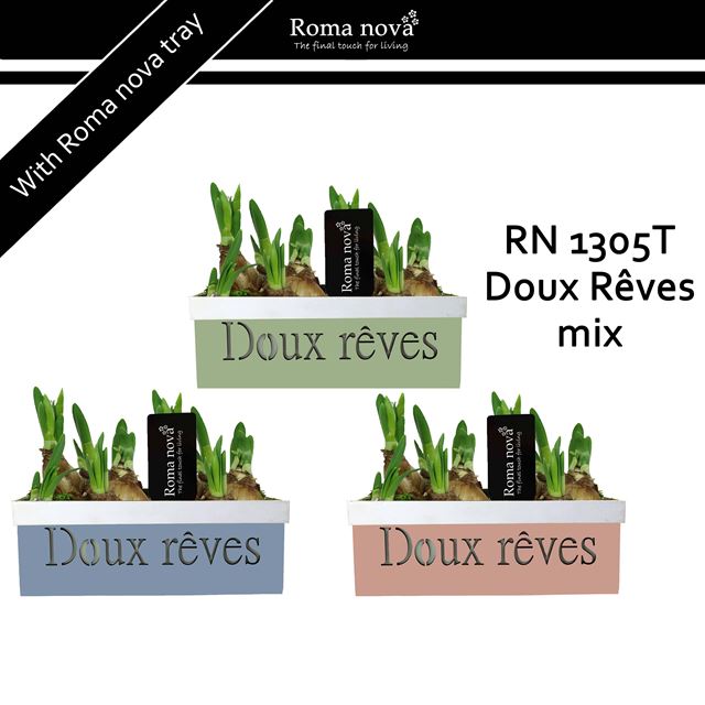 Picture of Narcissus wood windowbox 'doux reves'