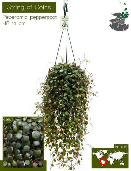 Picture of PEPEROMIA PEPPERSPOT HANGING BASKET