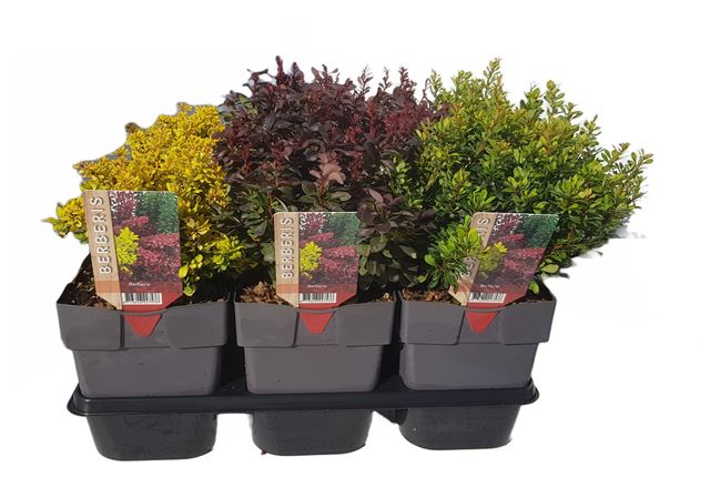 Picture of BERBERIS THUNBERGII MIX