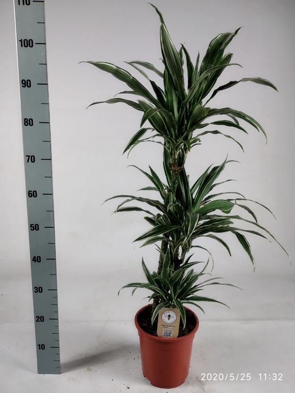 Picture of DRACAENA MARGINATA WARNECKEI 060+/030+/015+