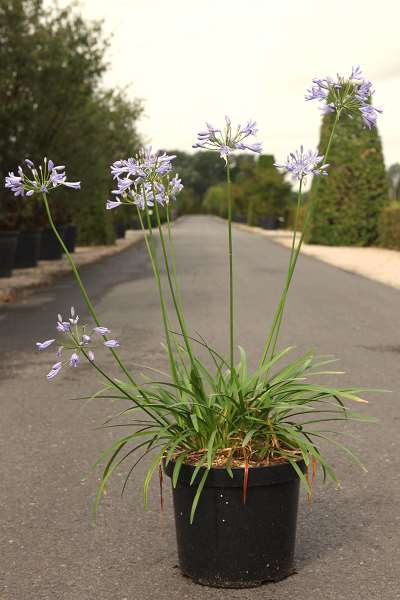 Picture of AGAPANTHUS SEASTORM