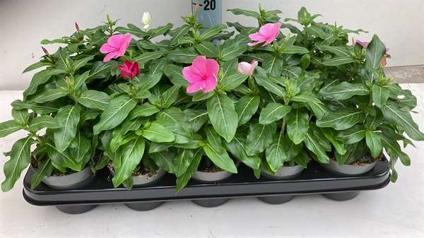 Picture of Catharanthus roseus / vinca rosea