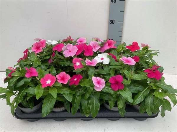 Picture of CATHARANTHUS ROSEUS / VINCA ROSEA