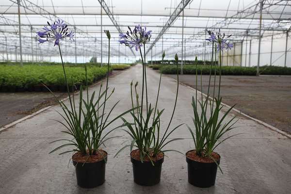 Picture of Agapanthus su casa