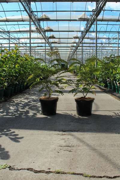 Picture of ALBIZIA JULIBRISSIN'ROUGE DE TUILIÈRE