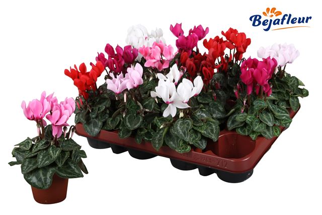 Picture of CYCLAMEN PERSICUM MICRO MIX