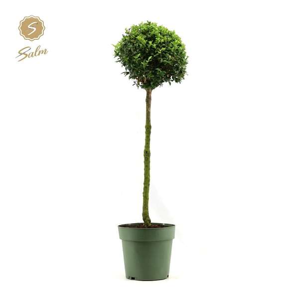 Picture of BUXUS SEMPERVIRENS BALL ON STEM