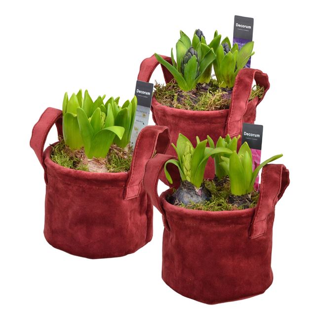 Picture of Hyacinthus 03bulbs velvet bag