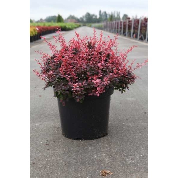 Picture of Berberis thunbergii inspiration