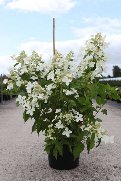 Picture of Hydrangea pan  levana