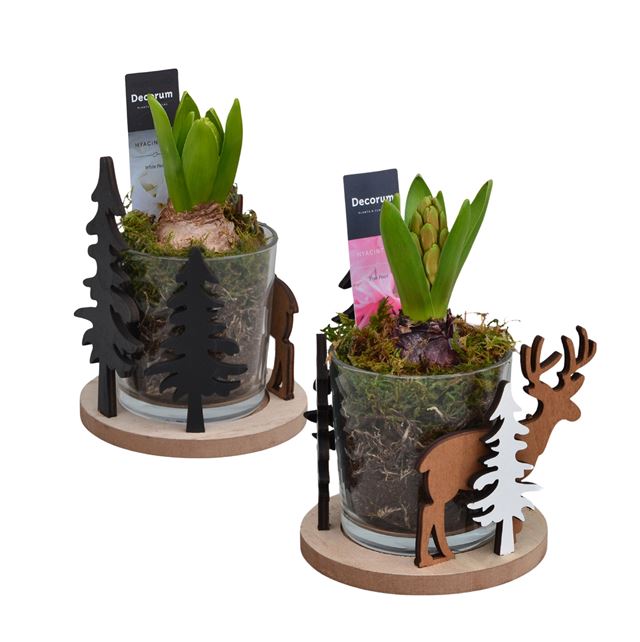 Picture of HYACINTHUS 01BULB BETWEEN THE TREES