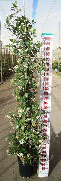 Picture of TRACHELOSPERMUM JASMINOIDES 1 TUTEUR P22CM