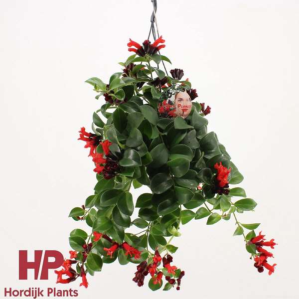 Picture of AESCHYNANTHUS MONA LISA IN HANGING BASKET