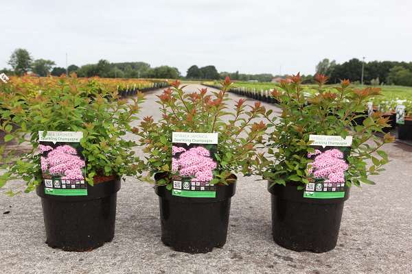 Picture of SPIRAEA JAPONICA SPARKLING CHAMPAGNE