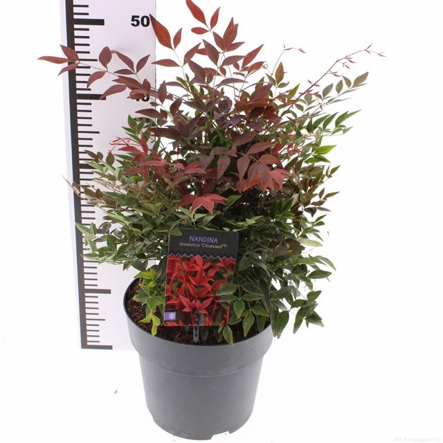 Picture of Nandina domestica obsessed