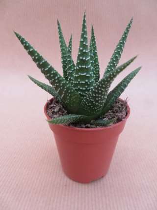 Picture of HAWORTHIA UNIVERSE