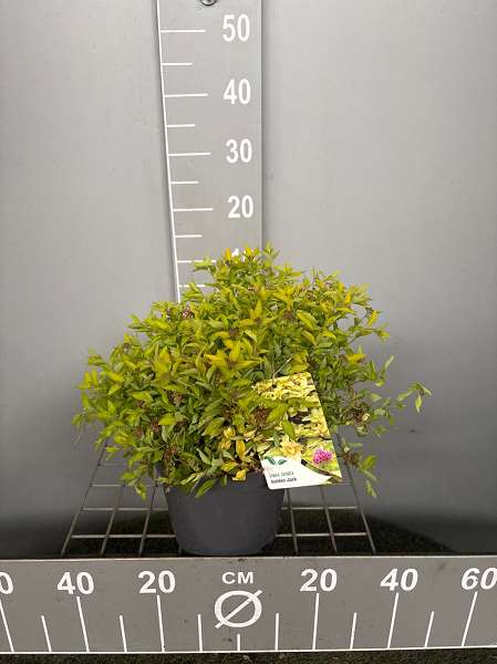 Picture of SPIRAEA JAPONICA GOLDEN JACK