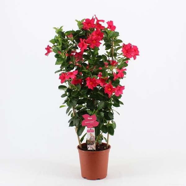 Picture of Mandevilla summerstar pink on frame