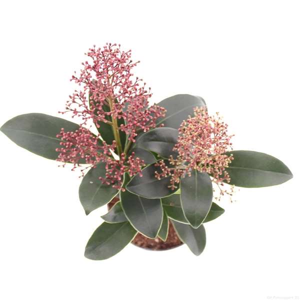 Picture of SKIMMIA JAPONICA RUBELLA 02+ FL