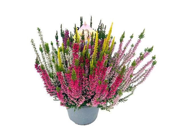 Picture of CALLUNA BEAUTY LADIES HIGH FIVE