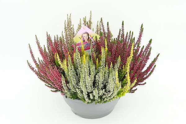 Picture of CALLUNA VULGARIS BEAUTY LADIES HIGH FIVE BOWL