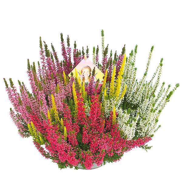 Picture of CALLUNA VULGARIS BEAUTY LADIES HIGH FIVE BOWL
