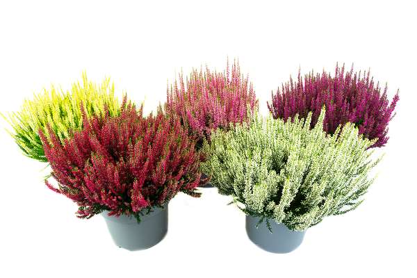 Picture of CALLUNA BEAUTY LADIES UNICOLOR