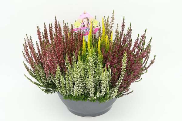 Picture of CALLUNA VULGARIS BEAUTY LADIES HIGH FIVE