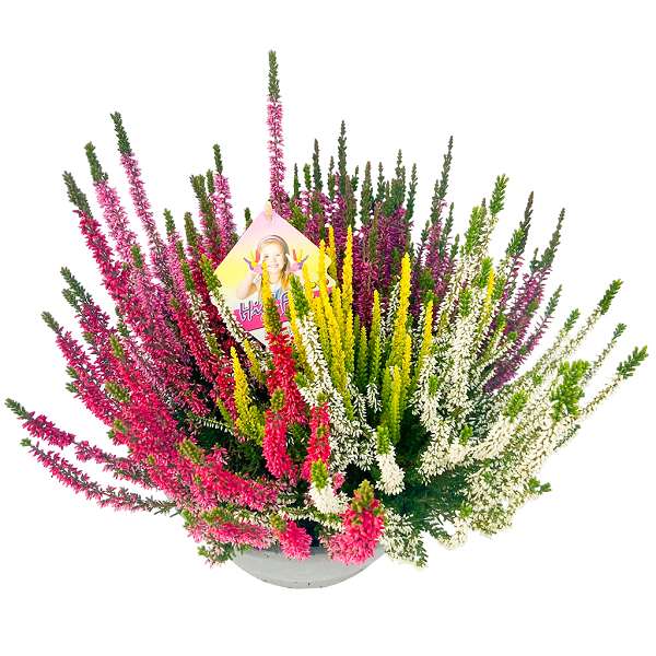 Picture of CALLUNA BEAUTY LADIES HIGH FIVE