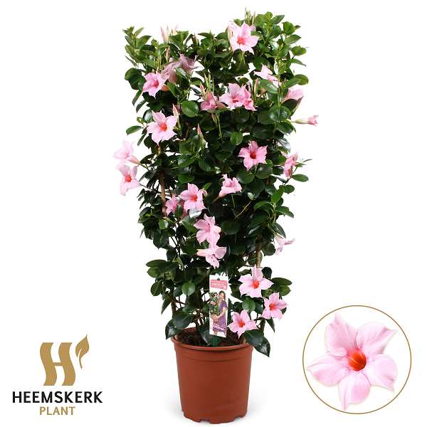 Picture of Mandevilla summerstar baby pink on frame