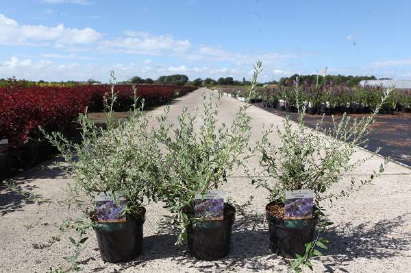 Picture of Buddleja alternifolia unique