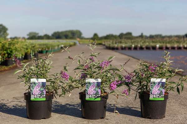 Picture of BUDDLEJA DAVIDII SOPHIE