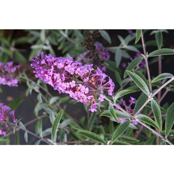 Picture of BUDDLEJA DAVIDII SOPHIE