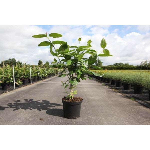 Picture of CALYCANTHUS FLORIDUS APHRODITE