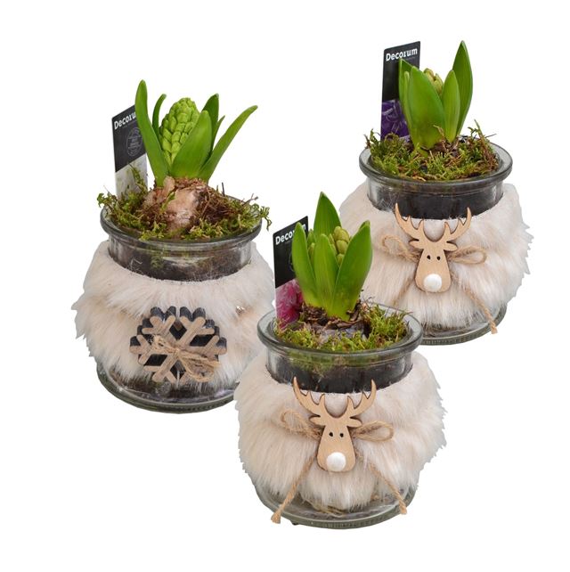Picture of HYACINTHUS 1BULB GLASS RENO RENO 