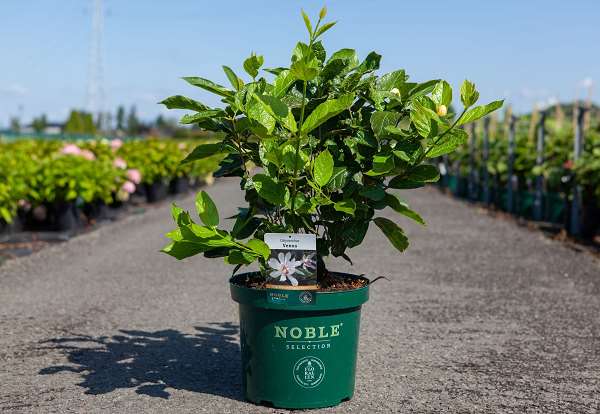 Picture of CALYCANTHUS 'VENUS' NOBLE®