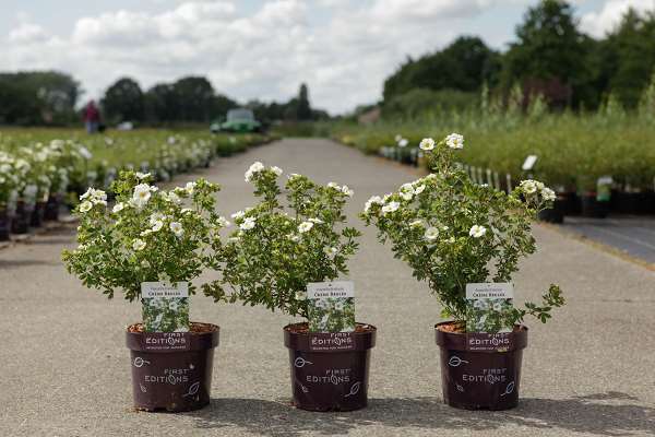 Picture of POTENTILLA FRUTICOSA CRÈME BRULÉE