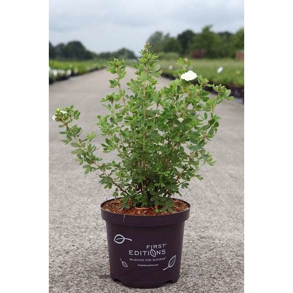 Picture of POTENTILLA FRUTICOSA CRÈME BRULÉE