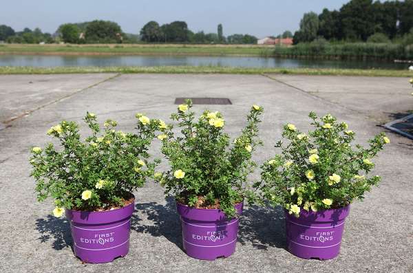 Picture of POTENTILLA FRUTICOSA LEMON MERINGUE