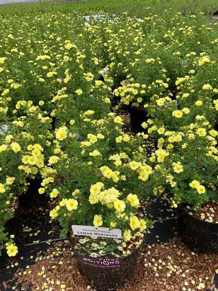 Picture of POTENTILLA FRUTICOSA LEMON MERINGUE