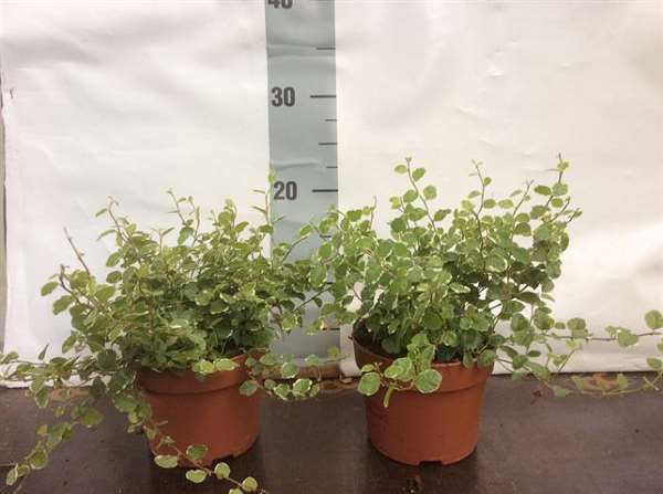 Picture of Ficus repens sunny