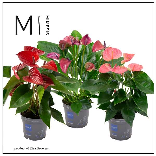 Picture of Anthurium andreanum grandi flora mix